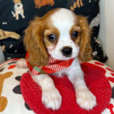 Oreo Cavalier King Charles Spaniel 01