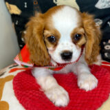 Oreo Cavalier King Charles Spaniel 04