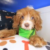 Otis Cavapoo 01