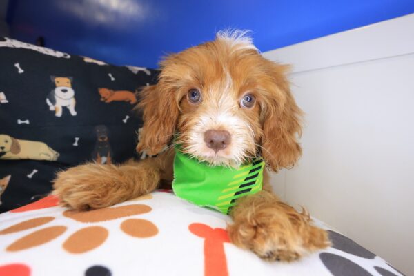 Otis Cavapoo 01