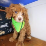 Otis Cavapoo 04