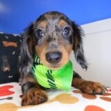 Paolo Dachshund 03