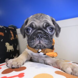 Perus Pug 01
