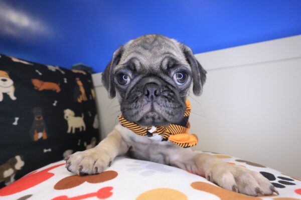 Perus Pug 01