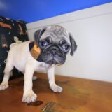 Perus Pug 02