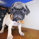 Perus Pug 04