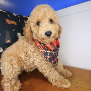 Pesto Poodle 01