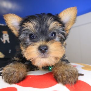 Pete Yorkshire Terrier 01 Pete Yorkshire Terrier 01