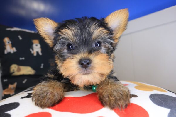 Pete Yorkshire Terrier 01