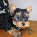 Pete Yorkshire Terrier 02