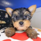 Pete Yorkshire Terrier 03