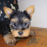 Pete Yorkshire Terrier 04