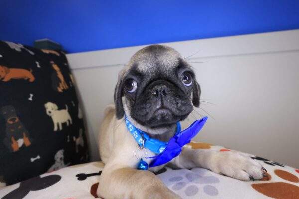 Petunia Pug 01