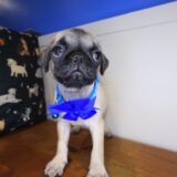 Petunia Pug 02
