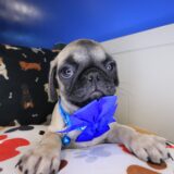 Petunia Pug 03