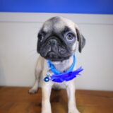 Petunia Pug 04
