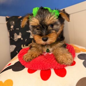 Pippa Yorkshire Terrier 01 Pippa Yorkshire Terrier 01