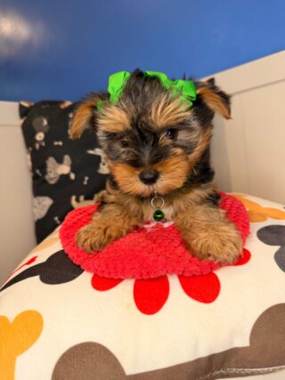 Pippa Yorkshire Terrier 01