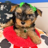 Pippa Yorkshire Terrier 02