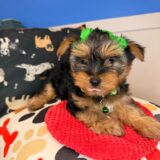 Pippa Yorkshire Terrier 04