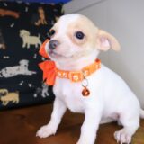 Porche Chihuahua 02