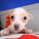 Porche Chihuahua 04