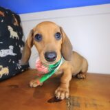 Pumpkin Dachshund 03