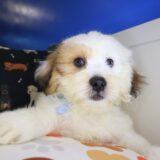 Quest Teddy Bear 04