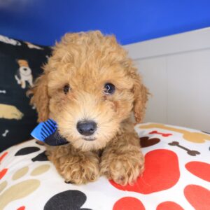 Raphael Poodle 01 Raphael Poodle 01