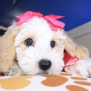 Rapunzel Bichapoo 01 Rapunzel Bichapoo 01