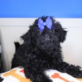Ripley Teddy Bear 01