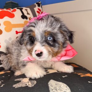Roma Aussiedoodle 01 Roma Aussiedoodle 01