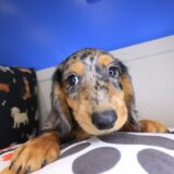 Rosy Dachshund 01