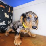 Rosy Dachshund 02