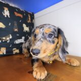 Rosy Dachshund 03
