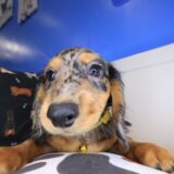 Rosy Dachshund 04