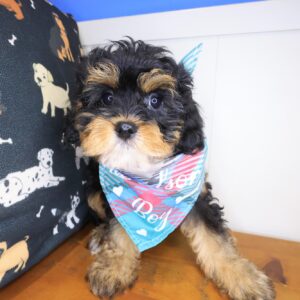 Salinger Cavapoo 01 Salinger Cavapoo 01