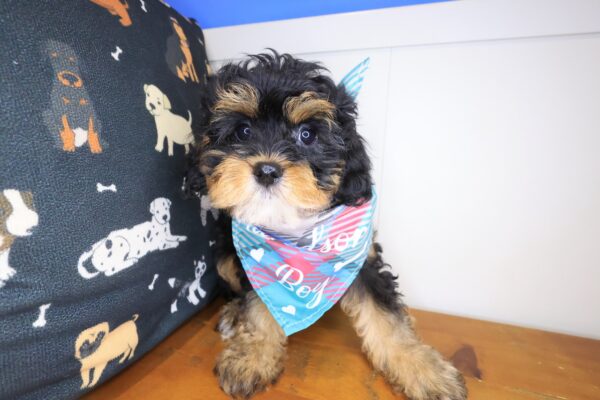 Salinger Cavapoo 01