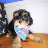 Salinger Cavapoo 03