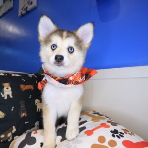 Sally Pomsky 01