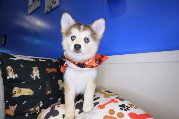 Sally Pomsky 01