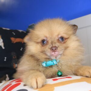 Samus Pomeranian 01 Samus Pomeranian 01