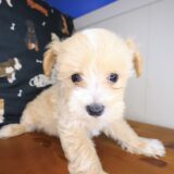 Scooby Maltipoo 01