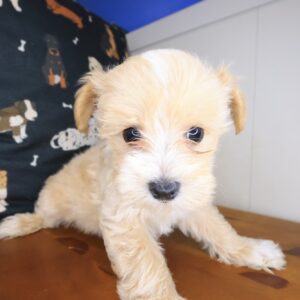 Scooby Maltipoo 01 Scooby Maltipoo 01