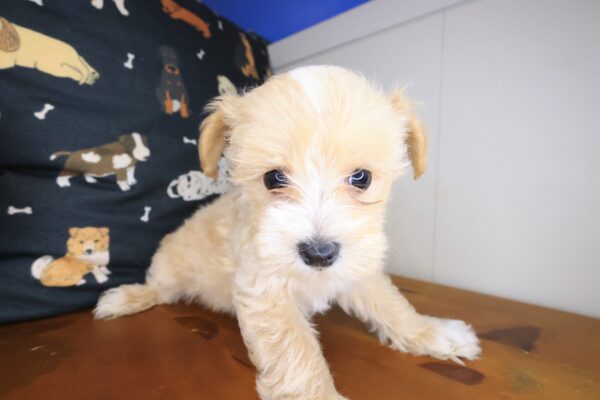 Scooby Maltipoo 01