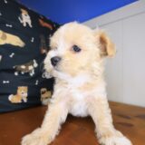 Scooby Maltipoo 03