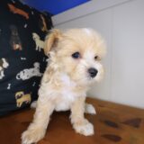 Scooby Maltipoo 04