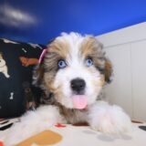 Seraph Aussiedoodle 01