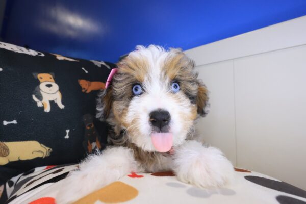 Seraph Aussiedoodle 01