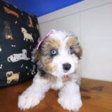 Seraph Aussiedoodle 02